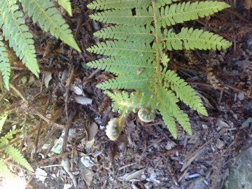 Polystichum sp.